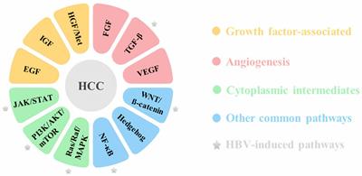 The role of hepatitis B virus genome variations in HBV-related HCC: effects on host signaling pathways